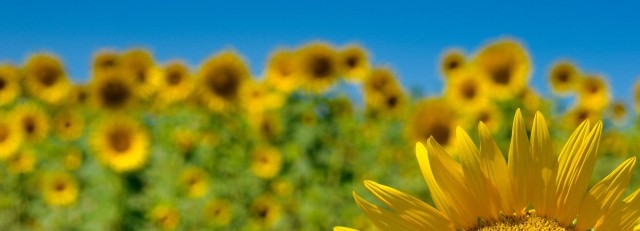 Zonnebloemen vk.jpg