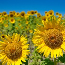 Zonnebloemen vk.jpg