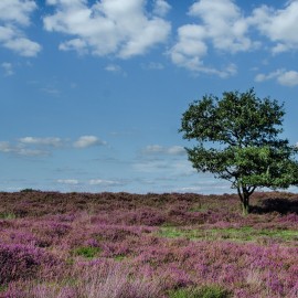 Heide vk.jpg