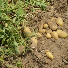 Aardappelen vk.jpg