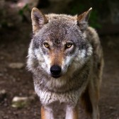 Wolf vierkant.jpg