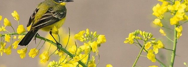 bird-4198001_960_7202.jpg