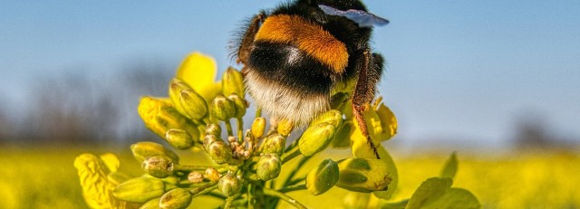 hummel vk.jpg