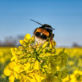 hummel vk.jpg