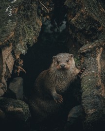 pexels-davidohboy-6468061.jpg