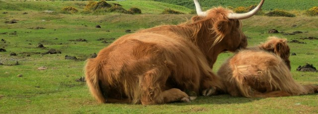 Schotse hooglanders vk
