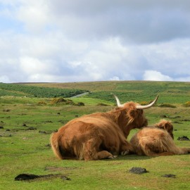 Schotse hooglanders vk