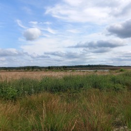 Fochteloërveen