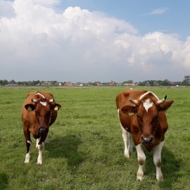 Roodbonte koeien vk.jpg