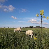 Schaap Blessum vierkant.jpg